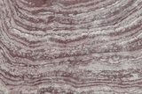 Polished, Neoproterozoic Stromatolite (Conophyton) - Morocco #276097-1